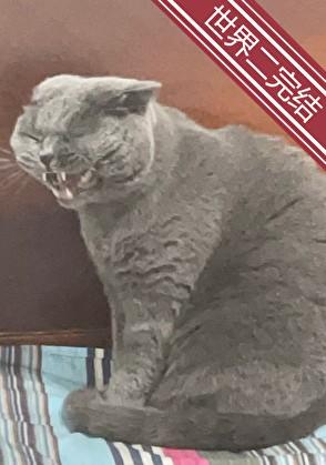 穿成动物后被叼住了后颈岁岁有幸免费